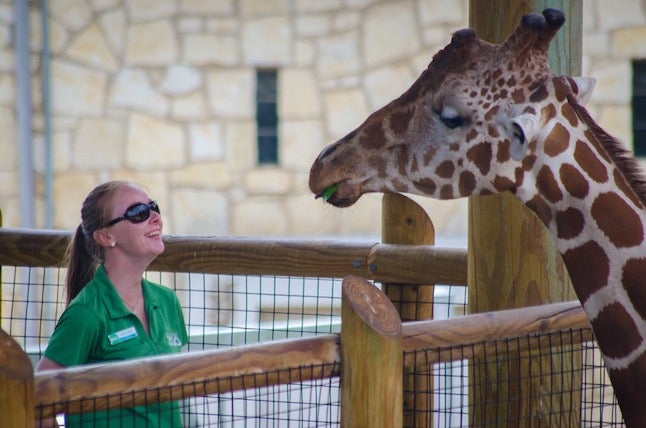 Woman in green collared shirt smiling up at a giraffe 