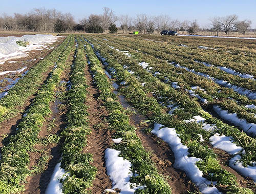 The crops at Middle Ground Farm were lost during the deep freeze