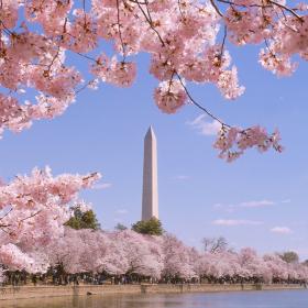 Cherry Blossom in DC