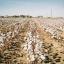 cotton field