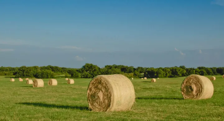 Round hay bales in a field — credit Matthew T. Rader, Unsplash